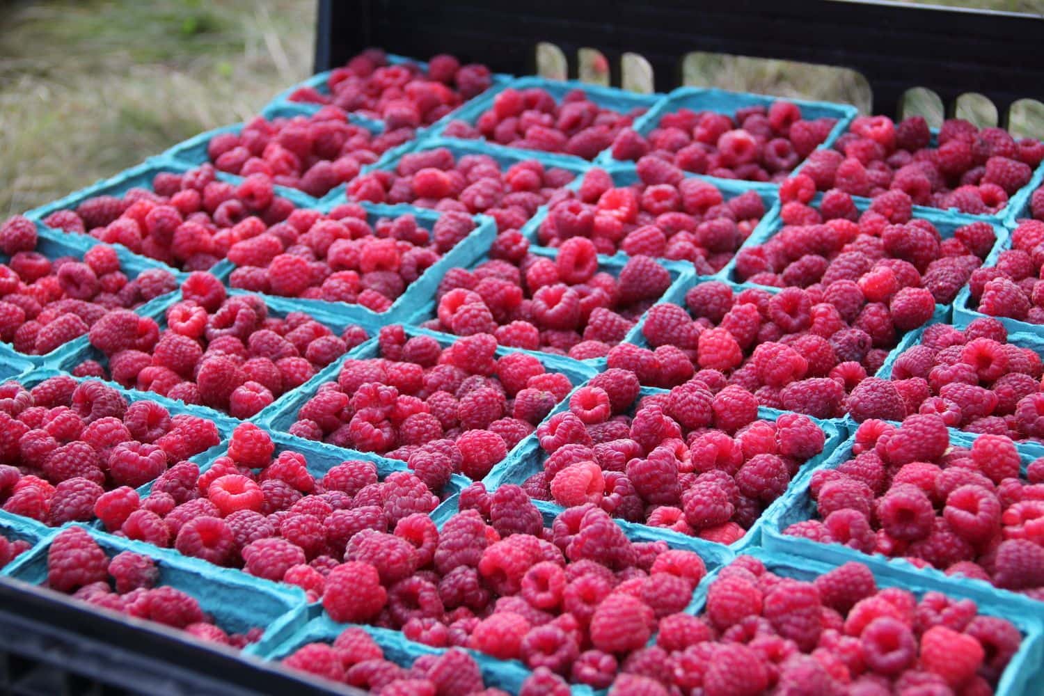 Ягодный бизнес: путь от семейной фермы до онлайн-рынка - 1