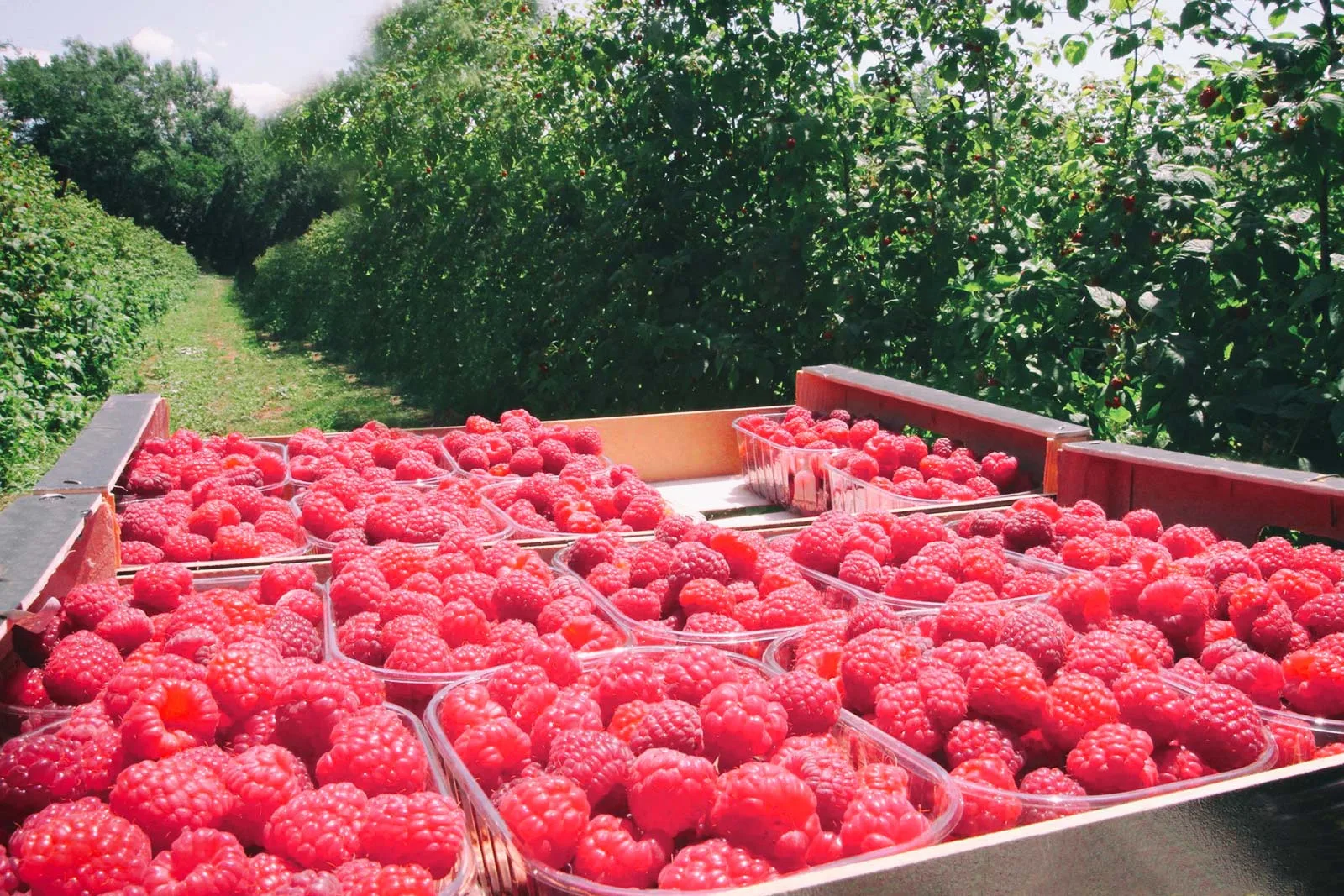 Выращивание ягод: путь от любительского сада к профессиональной семейной ферме - 1