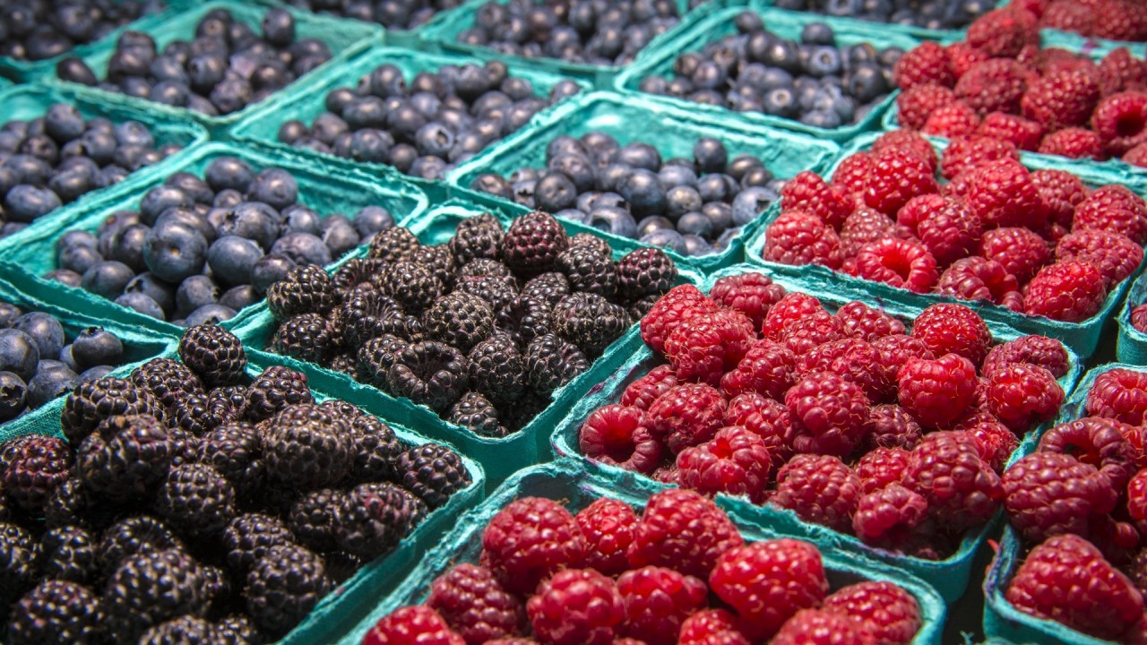 Семейная ягодная ферма: путь от первого куста до процветающего хозяйства - 3