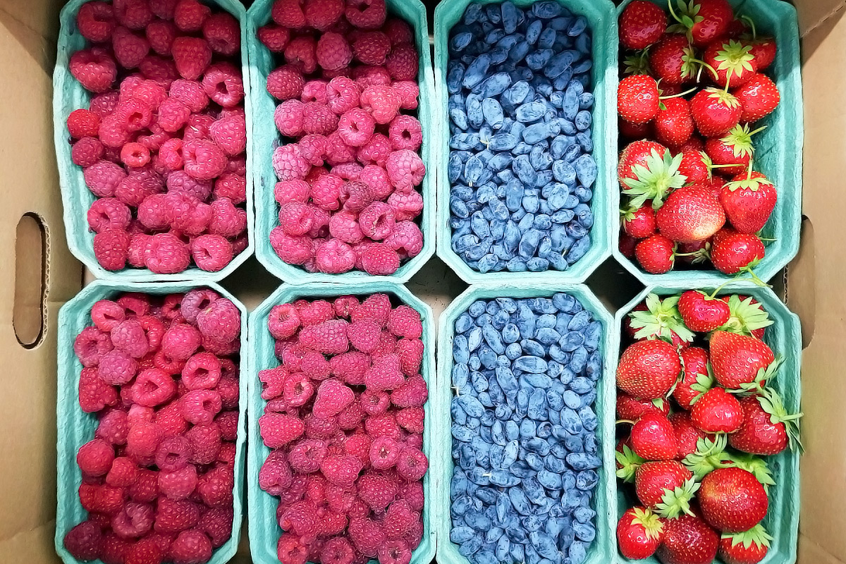 Ягодный бизнес: путь от семейной фермы до онлайн-рынка - 3