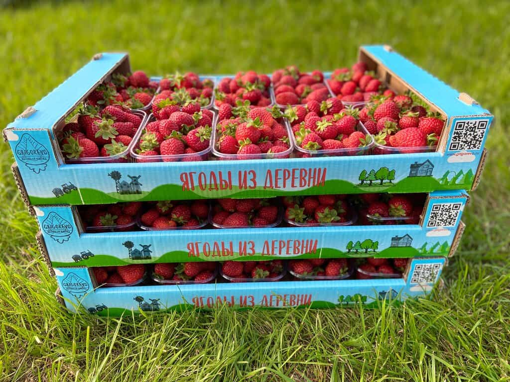 Как организовать семейную ферму мечты: полный гид по ягодному агробизнесу - 3